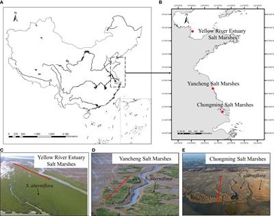 Drainage Efficiency and Geometric Nuances of Tidal Channel Network Mediate Spartina alterniflora Landward Invasion in Marsh-Channel System